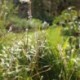 Persicaria amplexicaulis 'Album' *