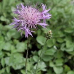 Centaurea bella