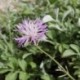 Centaurea bella