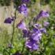 Campanula persicifolia