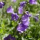 Campanula persicifolia