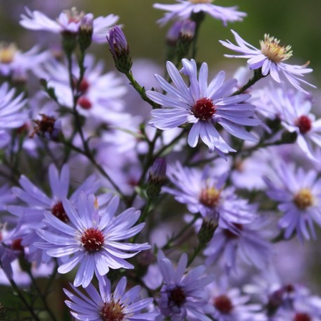 Aster cordifolius 'Little Carlow' *