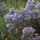 Aster cordifolius 'Little Carlow' *