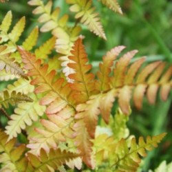 Dryopteris erythrosora