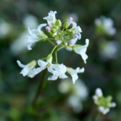 Arabis ferdinandi-coburgii