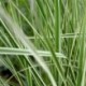 Calamagrostis acutiflora x 'Overdam'