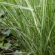 Calamagrostis acutiflora x 'Overdam'