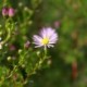 Aster universum x 'Pink Star' *