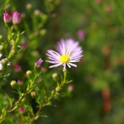 Aster universum x 'Pink Star' *