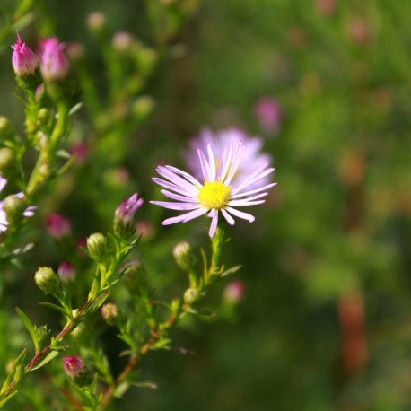 Aster universum x 'Pink Star' *