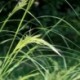 Achnatherum calamagrostis