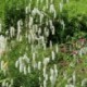 Sanguisorba tenuifolia 'Alba'