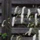 Sanguisorba tenuifolia 'Alba'