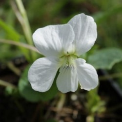 Viola sororia 'Albiflora'