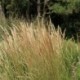 Calamagrostis acutiflora x 'Karl Foerster'