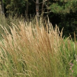 Calamagrostis acutiflora x 'Karl Foerster'