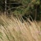 Calamagrostis acutiflora x 'Karl Foerster'