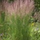 Calamagrostis acutiflora x 'Karl Foerster'