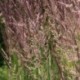 Calamagrostis acutiflora x 'Karl Foerster'