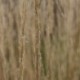 Calamagrostis acutiflora x 'Karl Foerster'