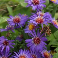 Aster novi-belgii 'Schöne von Dietlikon' *