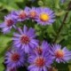 Aster novi-belgii 'Schöne von Dietlikon' *