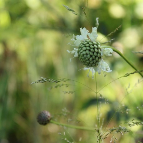 Cephalaria alpina