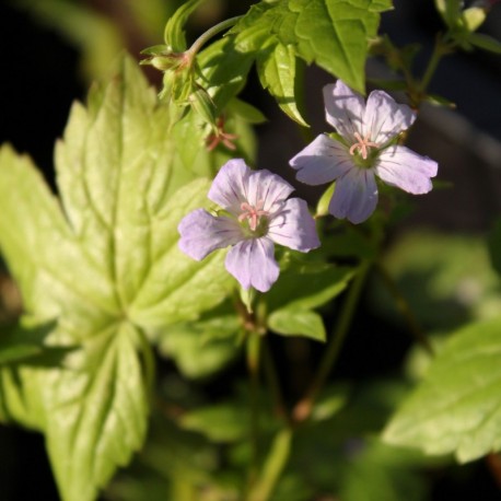 Geranium nodosum