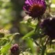 Aster novae-angliae 'Violetta' *