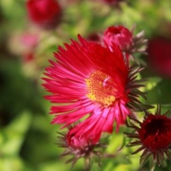 Aster novae-angliae 'Septemberrubin' *