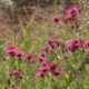 Aster novae-angliae 'Septemberrubin' *