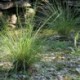 Festuca mairei