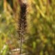 Pennisetum alopecuroides 'Red Head'