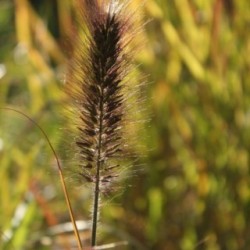 Pennisetum alopecuroides 'Red Head'