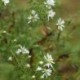 Aster ericoides