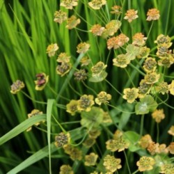 Bupleurum longifolium