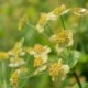 Bupleurum longifolium