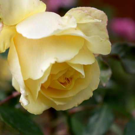 Duchesse d'Auerstädt