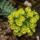 Euphorbia myrsinites