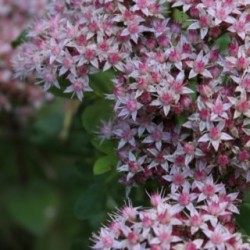 Sedum 'Matrona'