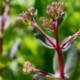 Sedum 'Matrona'