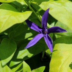 Vinca major ssp. hirsuta