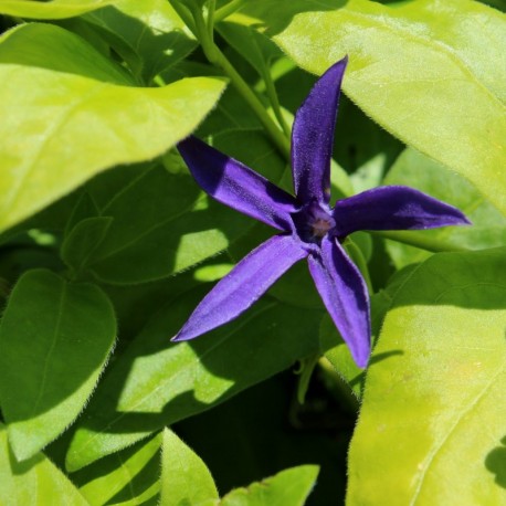 Vinca major ssp. hirsuta