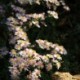 Aster ericoides 'Pink Cloud' *