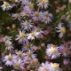 Aster ericoides 'Pink Cloud' *