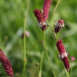 Sanguisorba tenuifolia 'Purpurea'