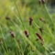 Sanguisorba tenuifolia 'Purpurea'