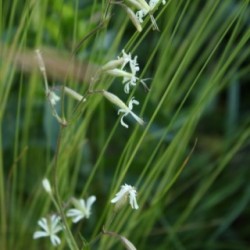 Silene nutans