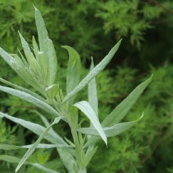 Artemisia ludoviciana