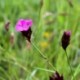 Dianthus carthusianorum